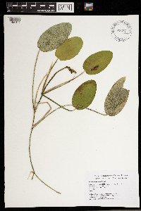 Image Associated With the Occurrence