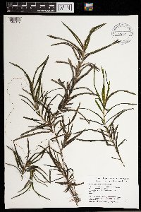 Potamogeton robbinsii image