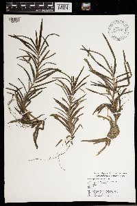 Potamogeton robbinsii image