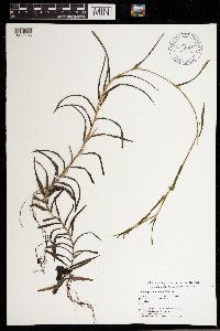 Potamogeton robbinsii image