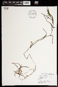 Potamogeton robbinsii image