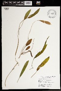 Potamogeton nodosus image