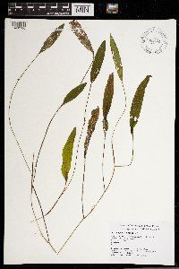 Potamogeton nodosus image