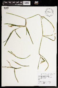 Potamogeton zosteriformis image