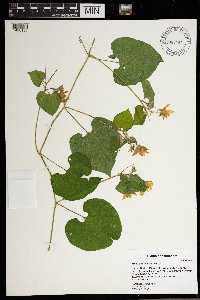 Thladiantha dubia image