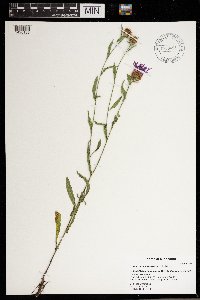 Centaurea x moncktonii image