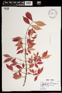 Euonymus alatus image