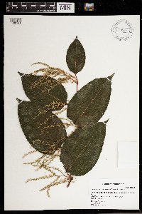 Fallopia x bohemica image