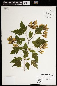Acer ginnala image