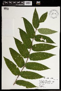 Image Associated With the Occurrence