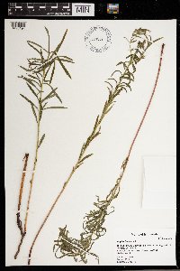 Euphorbia virgata image