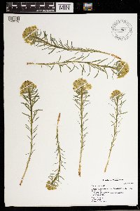 Euphorbia virgata image