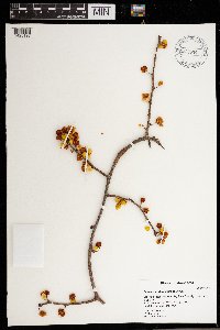 Celastrus orbiculatus image