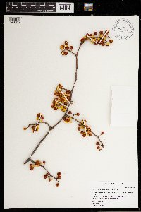 Celastrus orbiculatus image