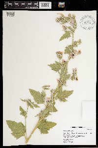 Althaea officinalis image