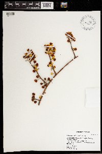 Celastrus orbiculatus image