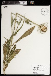 Dipsacus fullonum image