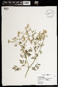 Conium maculatum image