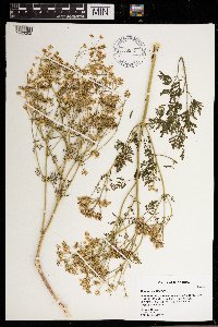 Conium maculatum image