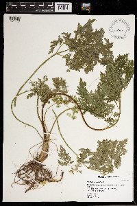 Conium maculatum image