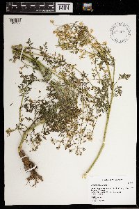 Conium maculatum image