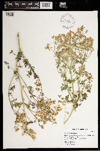 Conium maculatum image