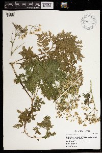 Conium maculatum image