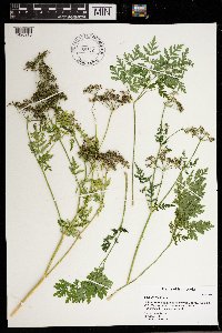 Conium maculatum image