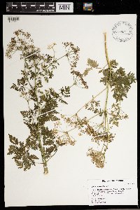 Conium maculatum image