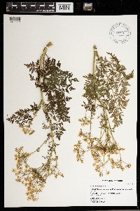 Conium maculatum image