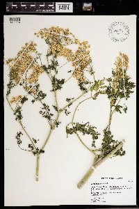 Conium maculatum image