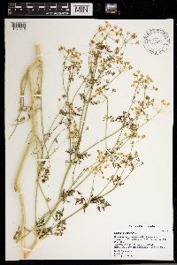 Conium maculatum image