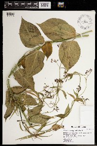 Cynanchum louiseae image