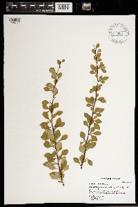 Berberis thunbergii image