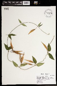 Cynanchum louiseae image