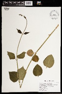 Cynanchum louiseae image