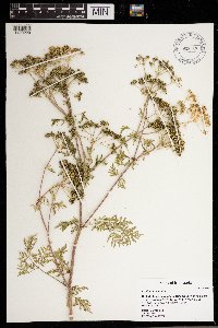 Conium maculatum image