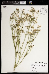 Conium maculatum image