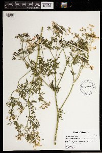 Conium maculatum image