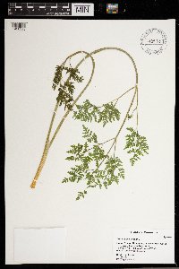 Conium maculatum image