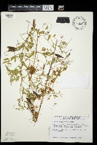 Cuscuta cephalanthi image