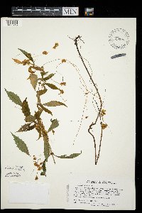 Cuscuta cephalanthi image