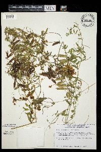 Cuscuta cephalanthi image