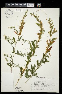 Cuscuta cephalanthi image