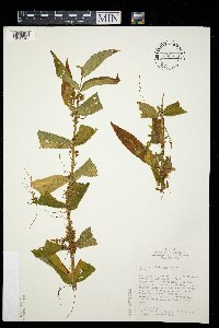 Cuscuta cephalanthi image