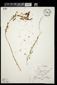 Cuscuta cephalanthi image