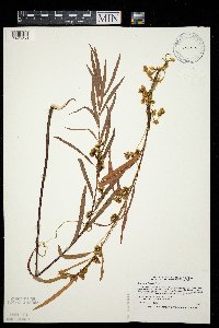 Cuscuta cephalanthi image