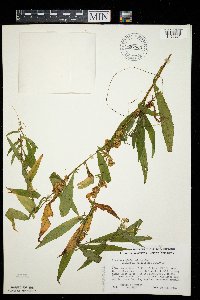 Cuscuta cephalanthi image