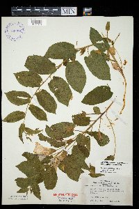 Media resource of Calystegia spithamaea