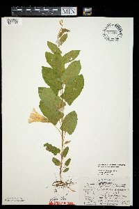 Calystegia spithamaea image